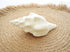 white decor shell